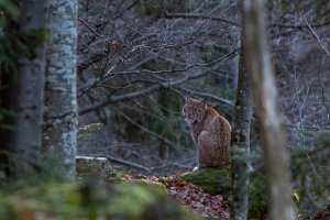 Nationalpark Bayr. Wald